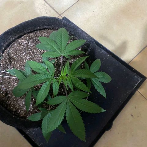 lockdown kush growlog timeline photo