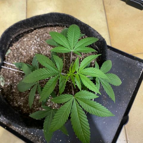 lockdown kush growlog timeline photo