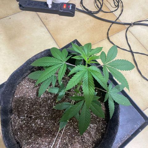 lockdown kush growlog timeline photo