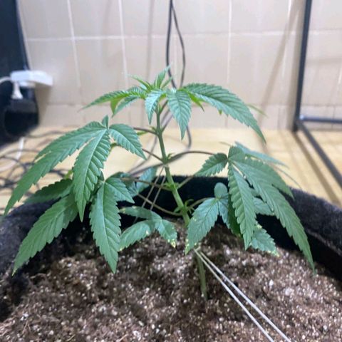 lockdown kush growlog timeline photo