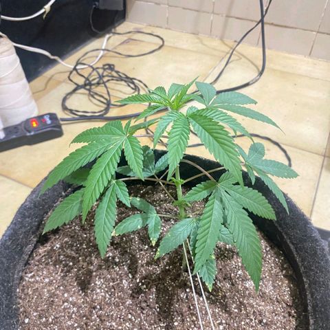 lockdown kush growlog timeline photo