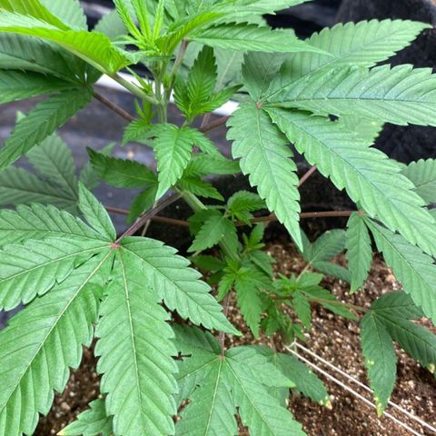 lockdown kush growlog timeline photo