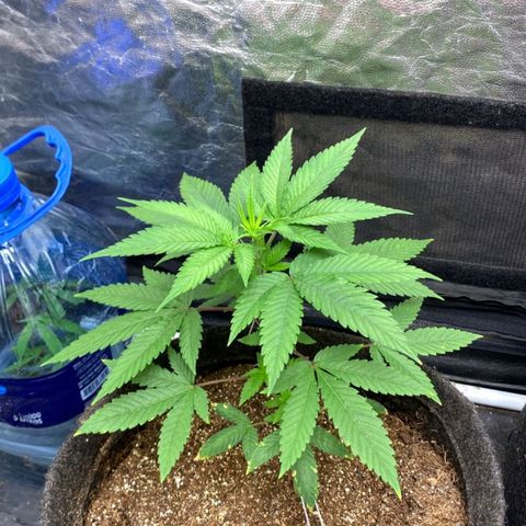 lockdown kush growlog timeline photo