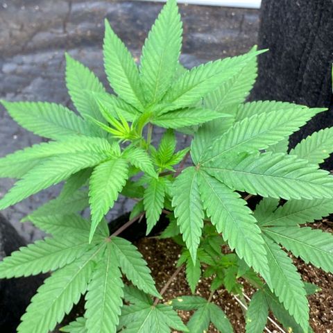lockdown kush growlog timeline photo