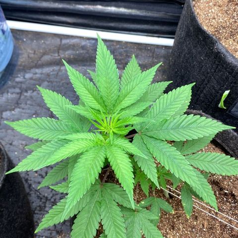 lockdown kush growlog timeline photo