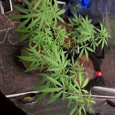 Northern Lights growlog timeline photo