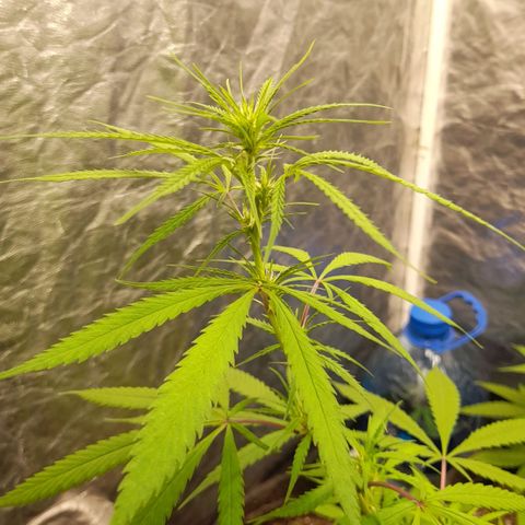 Northern Lights growlog timeline photo