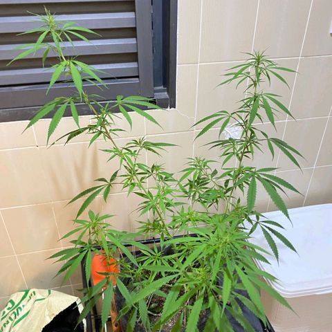 Northern Lights growlog timeline photo
