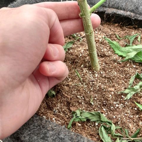 Northern Lights growlog timeline photo