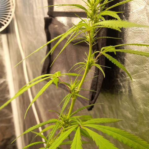 Northern Lights growlog timeline photo
