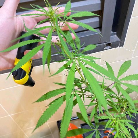 Northern Lights growlog timeline photo