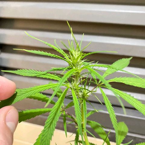Northern Lights growlog timeline photo