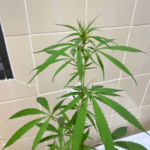 Northern Lights growlog timeline photo