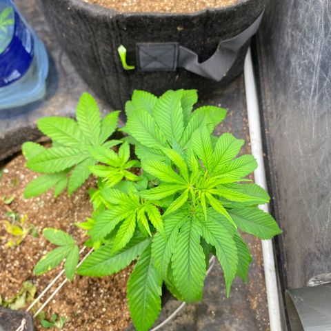 lockdown kush growlog timeline photo