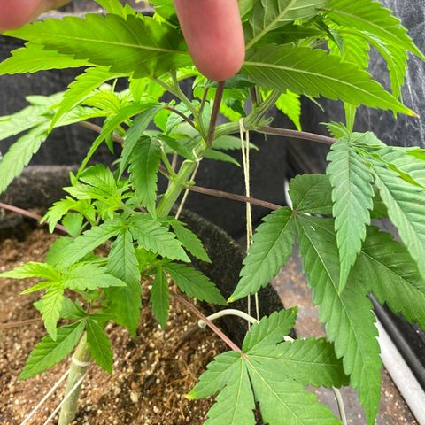 lockdown kush growlog timeline photo
