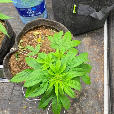 lockdown kush growlog timeline photo