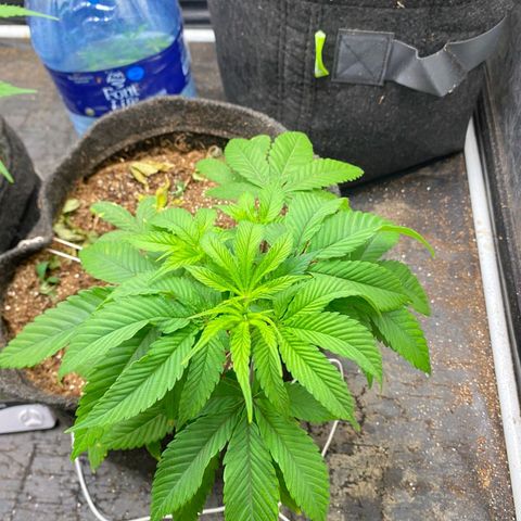 lockdown kush growlog timeline photo