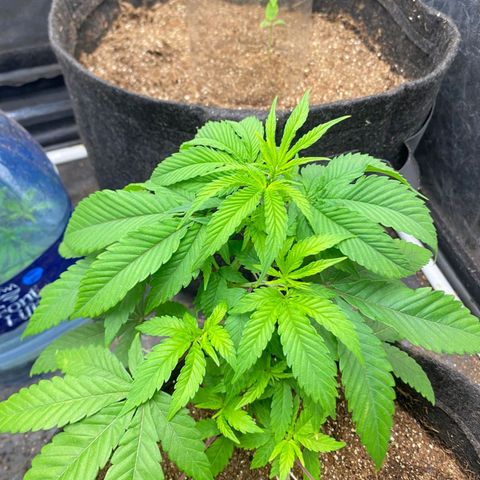 lockdown kush growlog timeline photo