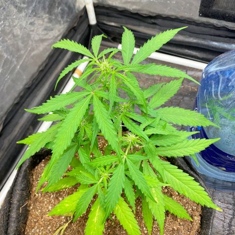 Hyperion F1 Hybrids growlog timeline photo