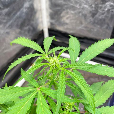 Hyperion F1 Hybrids growlog timeline photo