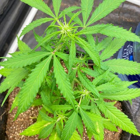 Hyperion F1 Hybrids growlog timeline photo