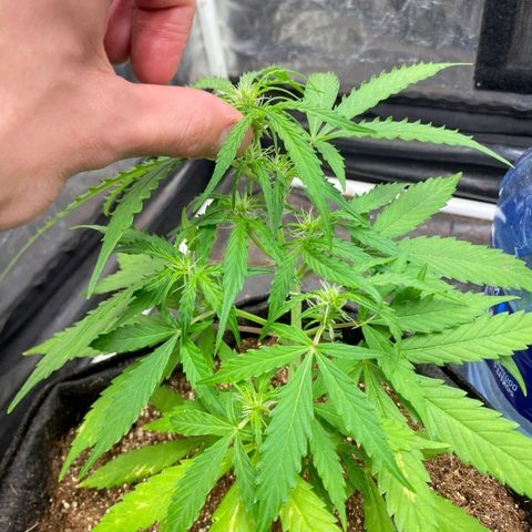 Hyperion F1 Hybrids growlog timeline photo