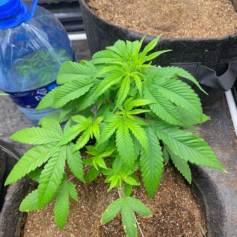 lockdown kush growlog timeline photo