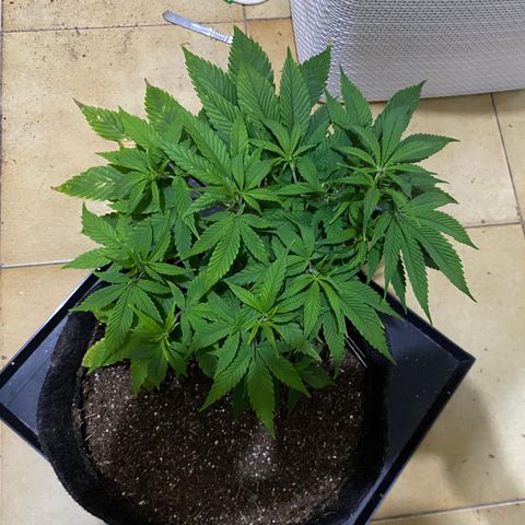 lockdown kush growlog timeline photo