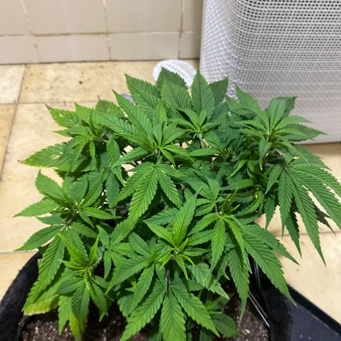 lockdown kush growlog timeline photo