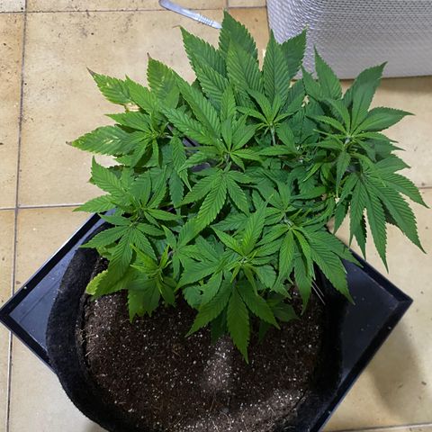 lockdown kush growlog timeline photo