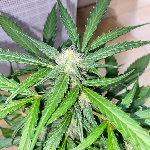 Hyperion F1 Hybrids growlog timeline photo