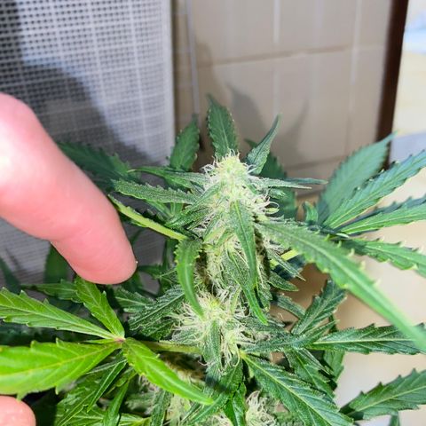 Hyperion F1 Hybrids growlog timeline photo