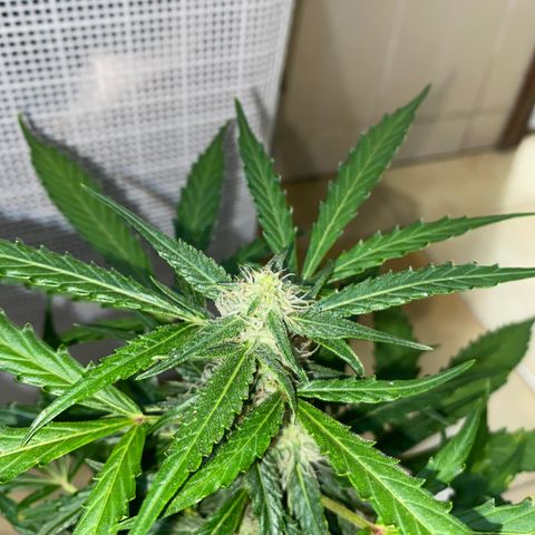 Hyperion F1 Hybrids growlog timeline photo