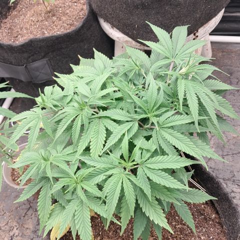 lockdown kush growlog timeline photo