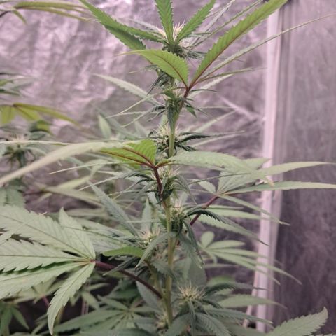 lockdown kush growlog timeline photo