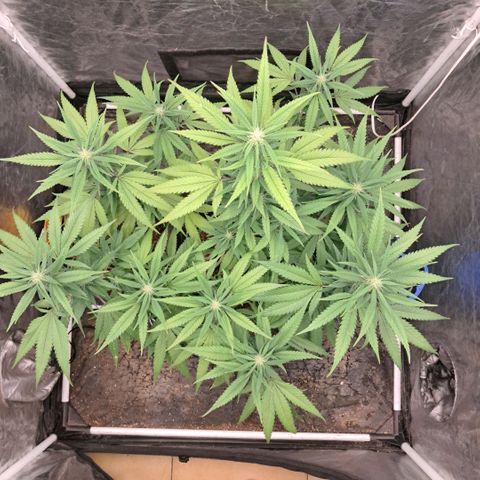 lockdown kush growlog timeline photo