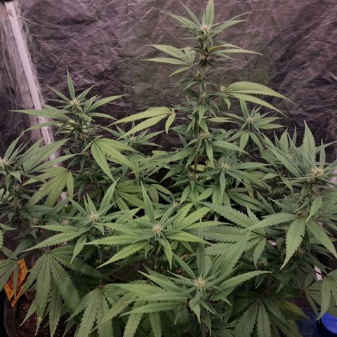 lockdown kush growlog timeline photo