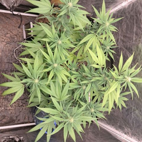 lockdown kush growlog timeline photo