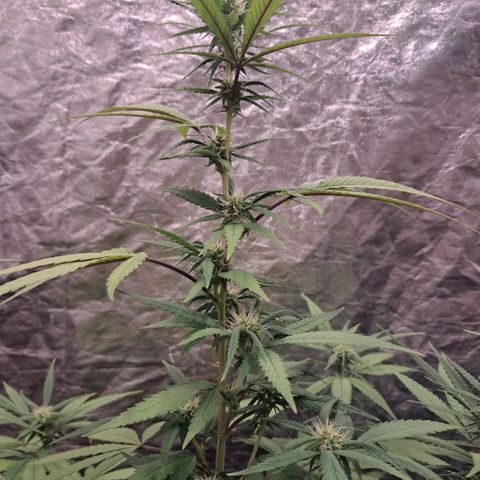 lockdown kush growlog timeline photo