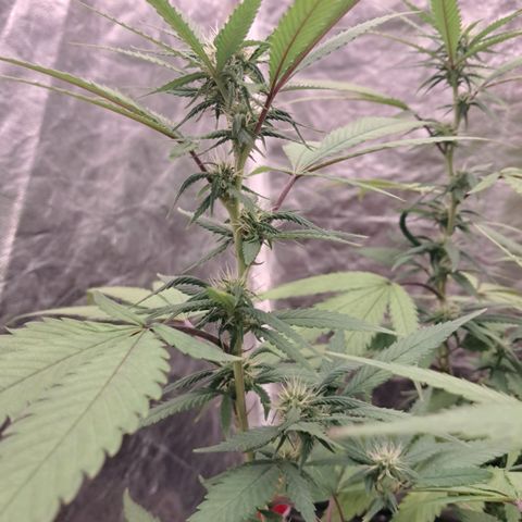 lockdown kush growlog timeline photo