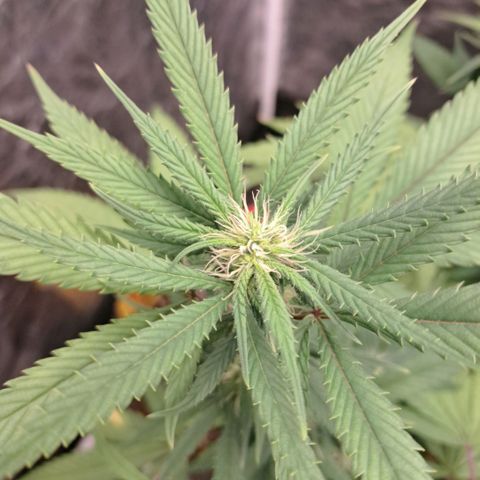 lockdown kush growlog timeline photo