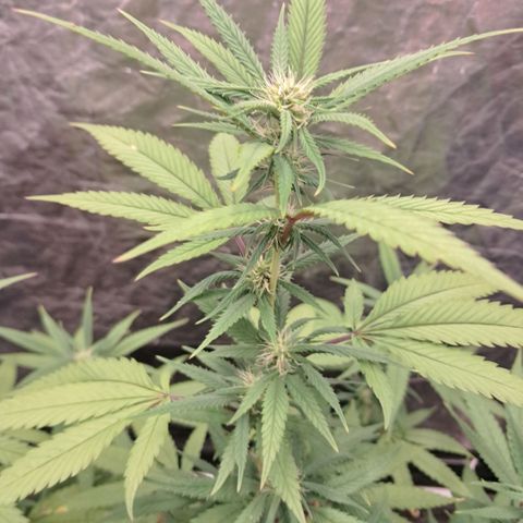 lockdown kush growlog timeline photo