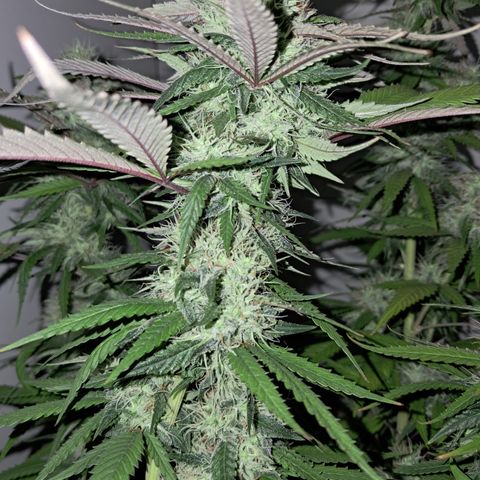 lockdown kush growlog timeline photo