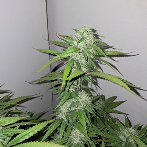 lockdown kush growlog timeline photo