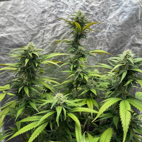 lockdown kush growlog timeline photo