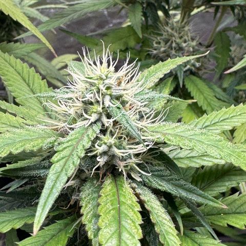lockdown kush growlog timeline photo