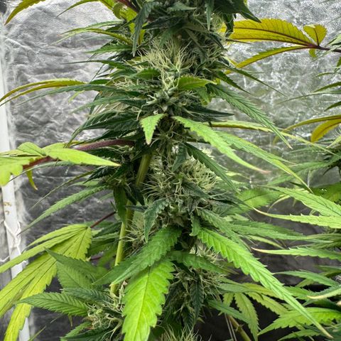 lockdown kush growlog timeline photo