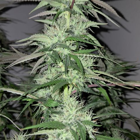 lockdown kush growlog timeline photo