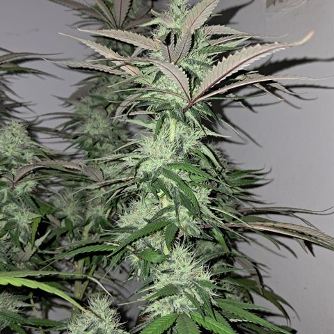 lockdown kush growlog timeline photo