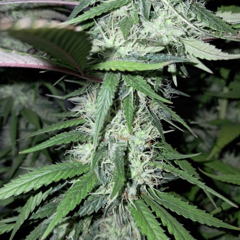 lockdown kush growlog timeline photo